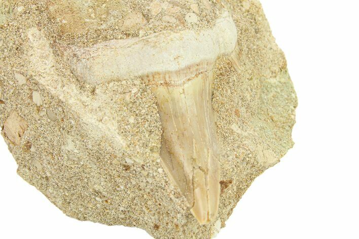 Otodus Shark Tooth Fossil in Rock - Morocco #292015